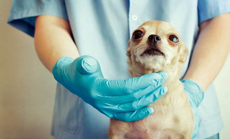 veterinario palpando las paperas de un perro