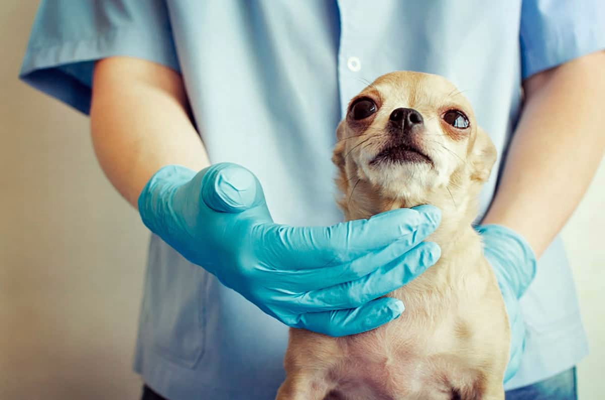 veterinario palpando las paperas de un perro