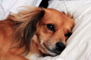 Perro enfermo tumbado en la cama