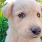 cachorro de perro al escuchar su nombre