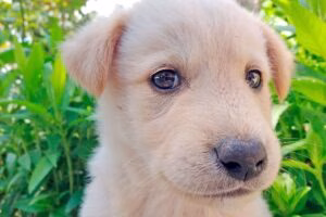 cachorro de perro al escuchar su nombre