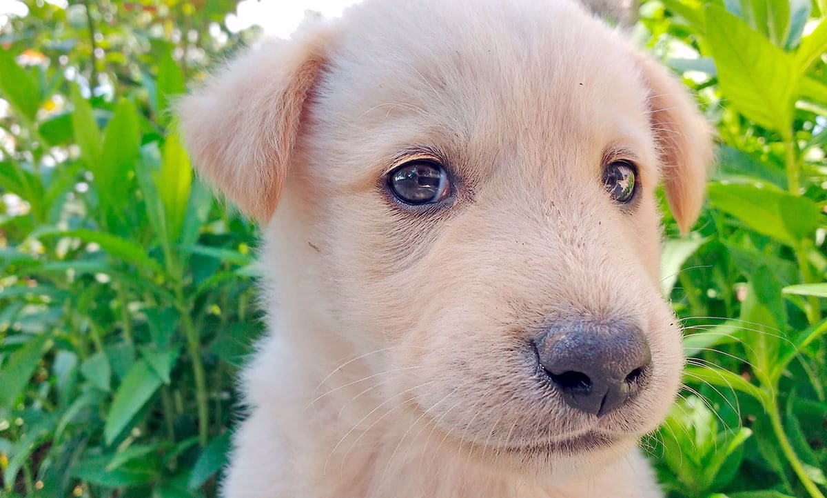 cachorro de perro al escuchar su nombre
