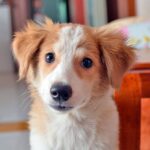 cachorro de perro de tamano mediano