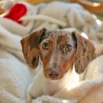 cachorro de perro solo en su cama