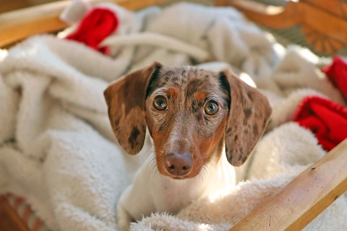 cachorro de perro solo en su cama