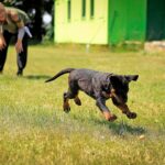 cachorro jugando con su humana