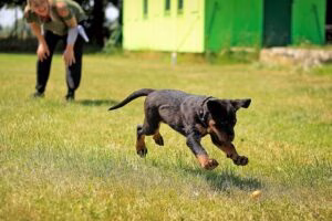 cachorro jugando con su humana