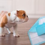 cachorro orinando en casa