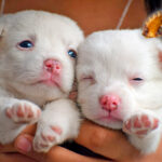 cachorros de perro junto a una pulga