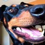 doberman de origen aleman