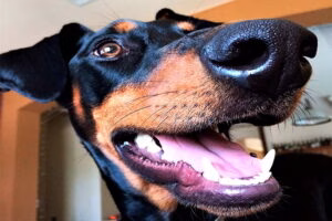 doberman de origen aleman