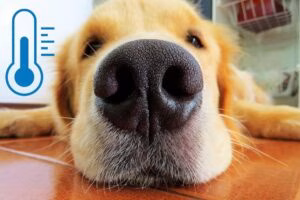 nariz de perro junto a termometro