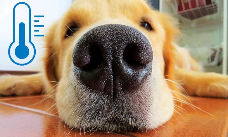 nariz de perro junto a termometro
