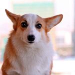 perro con mirada dominante