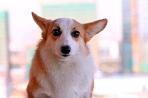 perro con mirada dominante