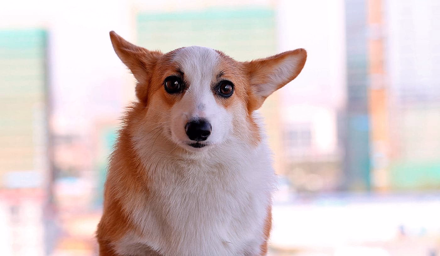 perro con mirada dominante