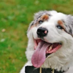 perro contento