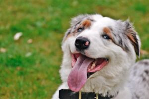 perro contento