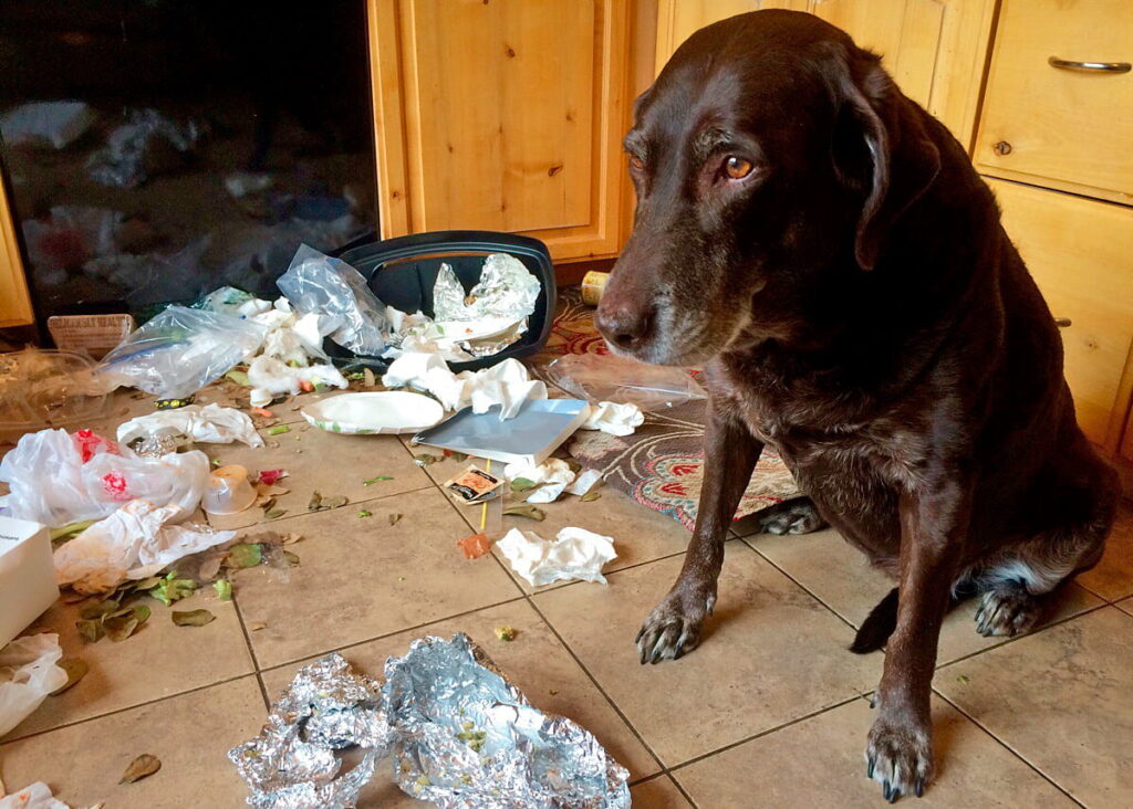 perro despues de comer del cubo de la basura