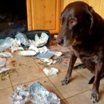 perro despues de comer del cubo de la basura