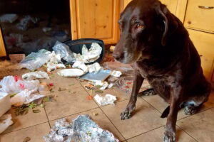perro despues de comer del cubo de la basura