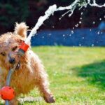 perro jugando con la manguera en el jardin