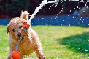 perro jugando con la manguera en el jardin
