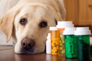 perro junto a bote de tranquilizantes