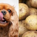 perro junto a patatas