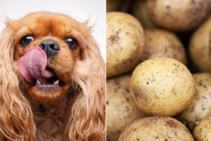 perro junto a patatas
