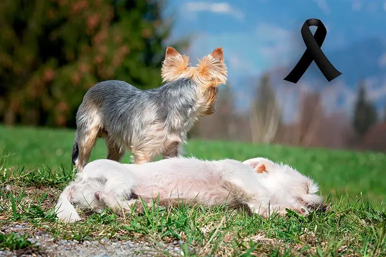 perro junto a su amigo muerto
