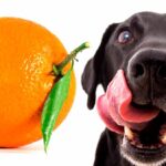 perro junto a una naranja