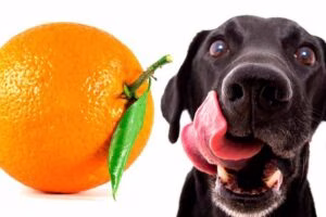 perro junto a una naranja