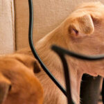 perro mordiendo cables electricos