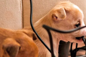 perro mordiendo cables electricos