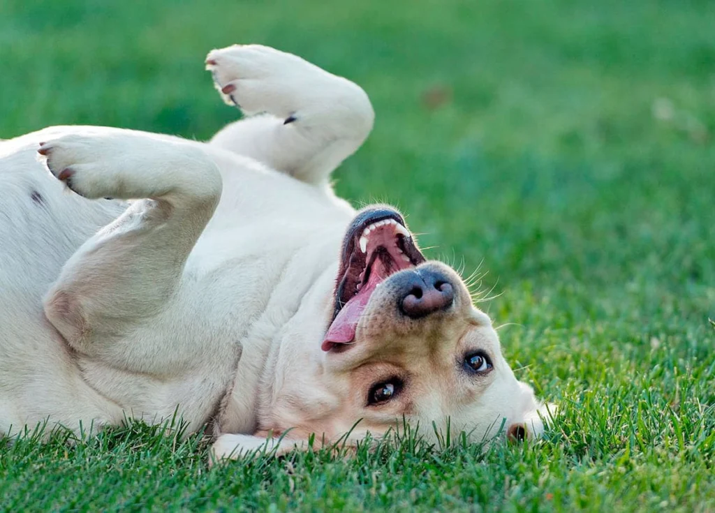 perro panza arriba