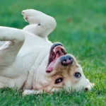 perro panza arriba