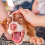perro rescatado recibiendo mimos