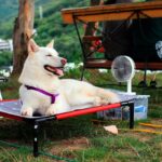 perro sobre una cama fresca con ventilador en un dia caluroso