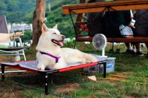 perro sobre una cama fresca con ventilador en un dia caluroso