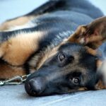 perro tumbado en el suelo