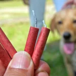 perro y pertardos
