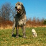 Irish wolfhound el perro mas grande del mundo