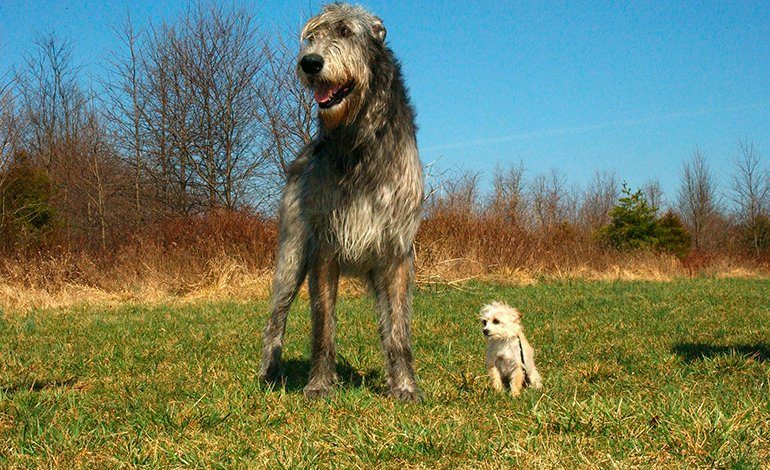 Irish wolfhound el perro mas grande del mundo