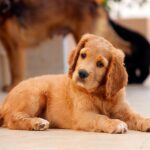 Cómo educar a un cachorro