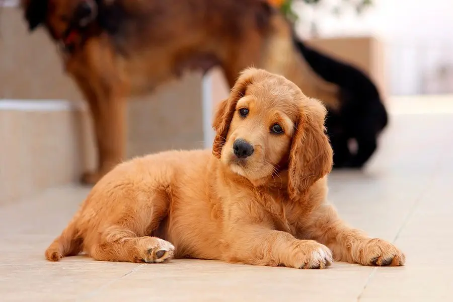 Cómo educar a un cachorro