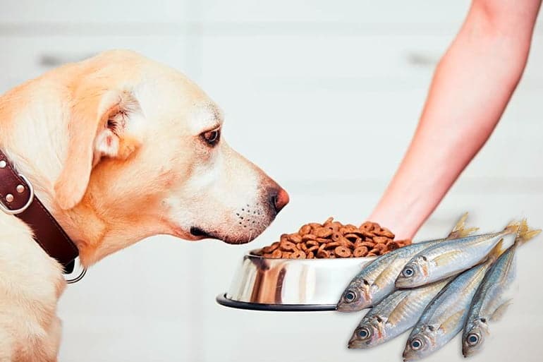perro comiendo pienso de pescado