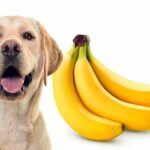 perro junto a unos platanos