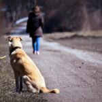 Perro abandonado en el camino