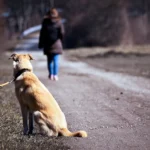 Perro abandonado en el camino